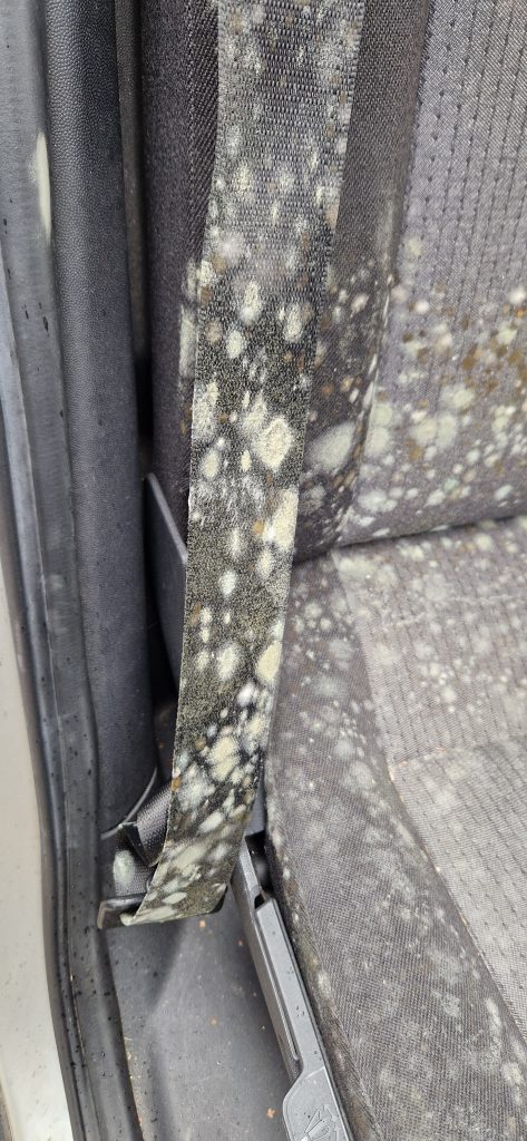 Schimmel Entfernung vorher