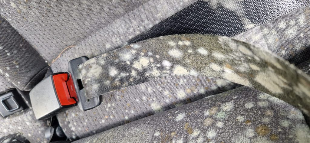 Schimmel Entfernung vorher